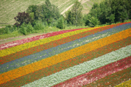 北海道の色とりどりの丘陵の無料写真素材