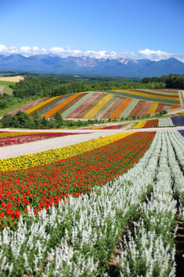 美瑛の美しい花畑が広がる丘陵の無料写真素材