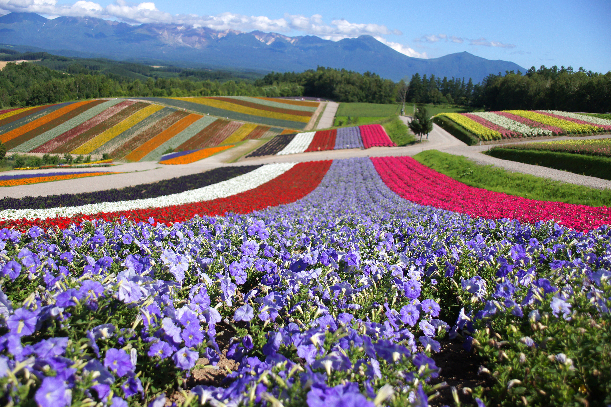 美瑛の花畑が広がる景色の無料写真素材