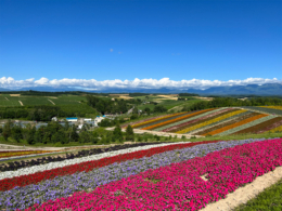 北海道美瑛町の夏の花々の無料写真素材