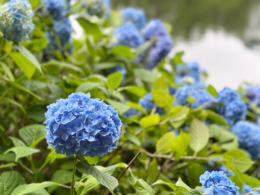 鮮やかな青の紫陽花のフリー写真素材