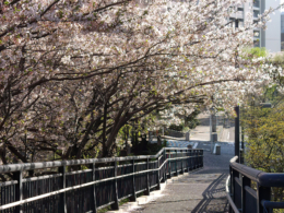 桜の咲いた道のフリー写真素材