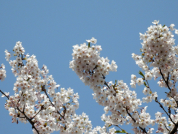 桜の枝の写真のフリー素材