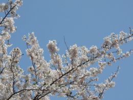 満開の桜の写真のフリー素材