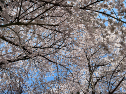 桜の花の無料写真素材