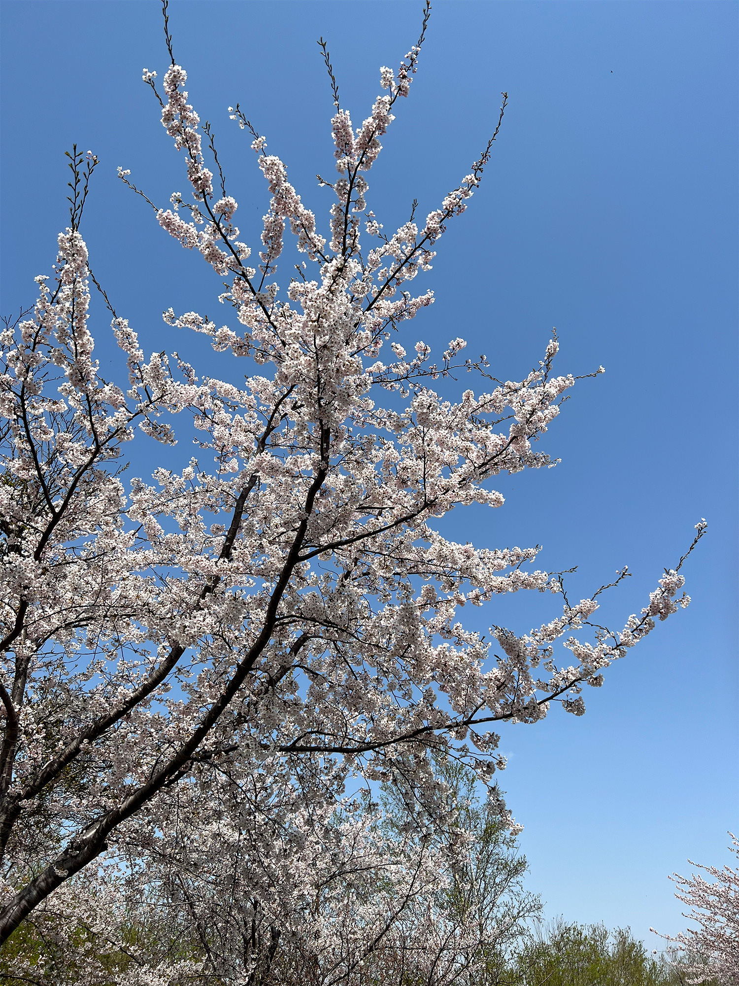 桜と青空の無料写真素材