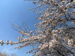 満開の桜の無料写真素材