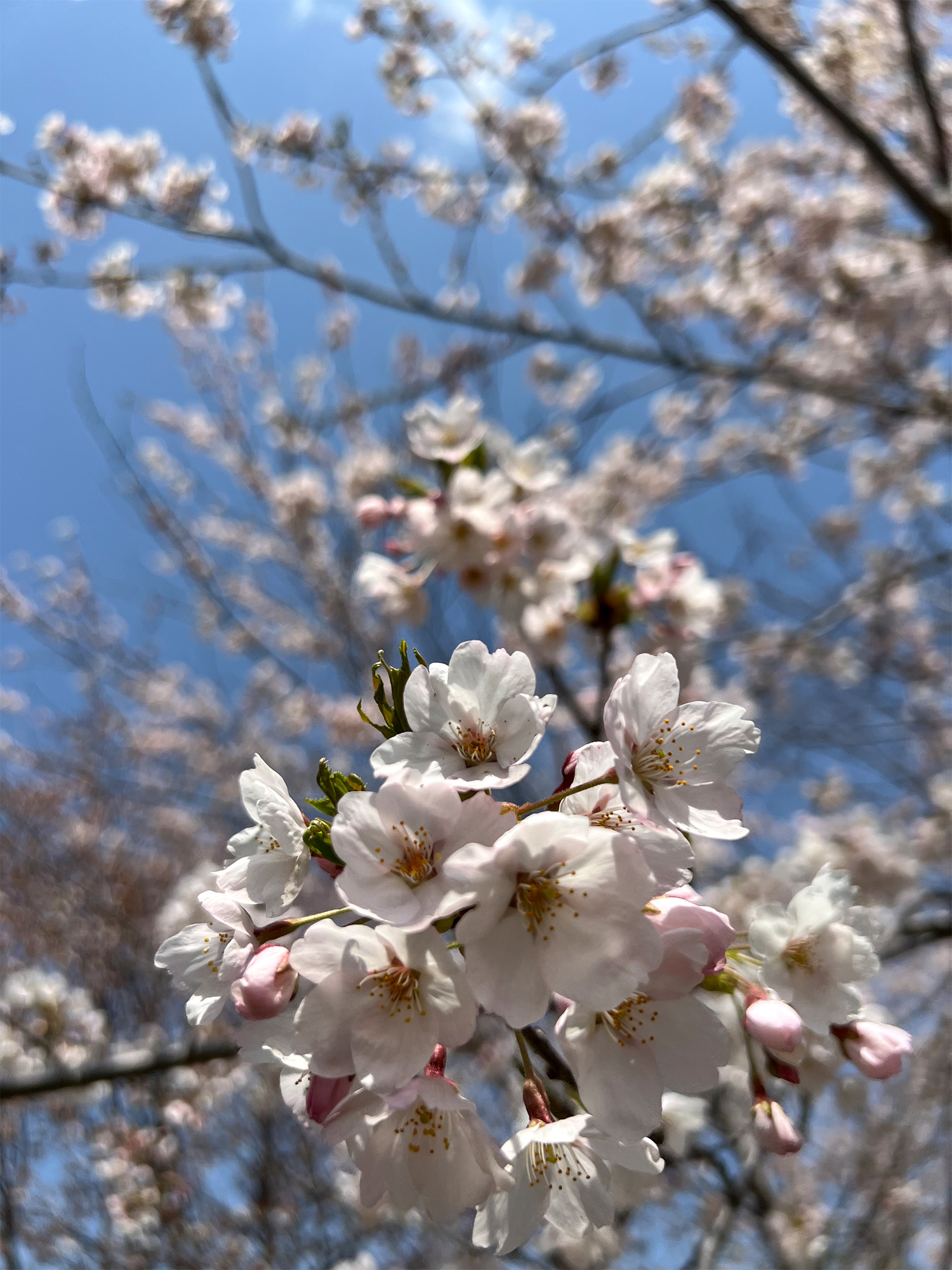 桜の花のアップの写真のフリー素材