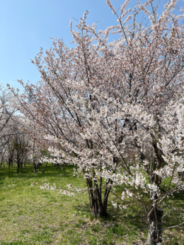 桜の公園の無料写真素材
