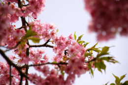 満開の桜の写真のフリー素材