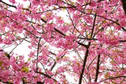 春の桜の写真の無料素材