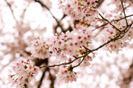 淡く美しい桜の花のフリー写真素材