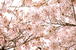 満開の桜のフリー写真素材