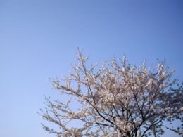 快晴の空と桜のフリー写真素材