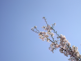 花が咲いている桜の枝のフリー写真素材