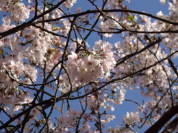 桜の無料写真素材