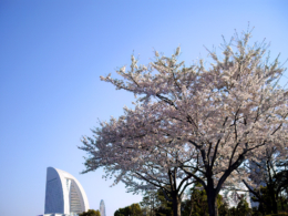 桜と横浜みなとみらいの風景の写真のフリー素材