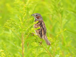 野鳥のホオアカの写真のフリー素材