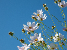 コスモスの花の写真のフリー素材