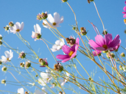 ピンクと白のコスモスの花のフリー写真素材