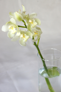 白いシンビジュームの花の無料写真素材