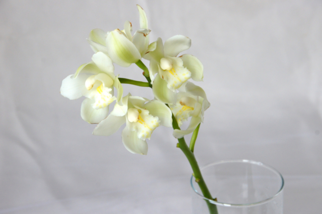 花瓶に入ったシンビジウムの花の無料写真素材 フリー