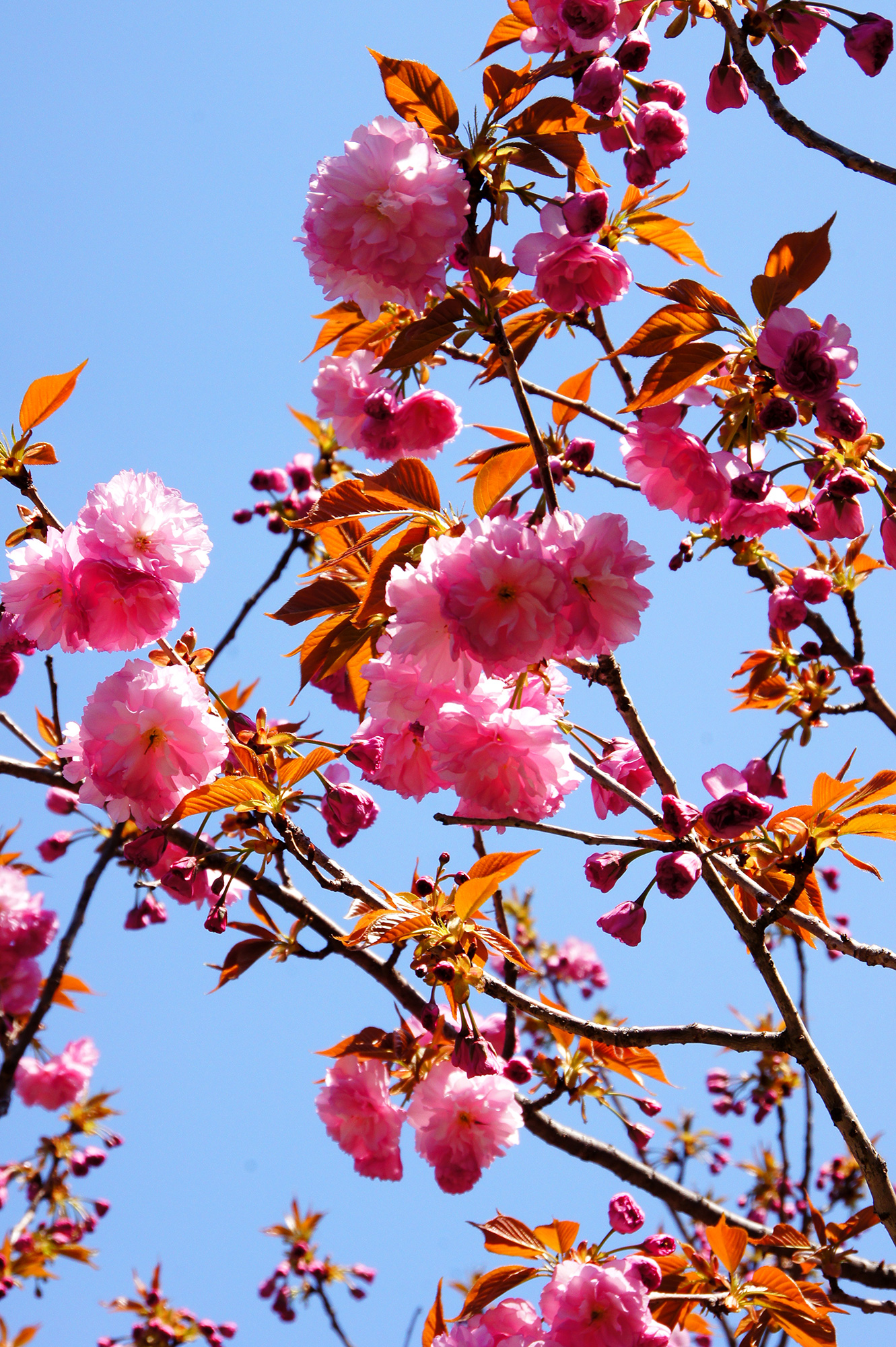 青空と満開の八重桜の無料写真素材