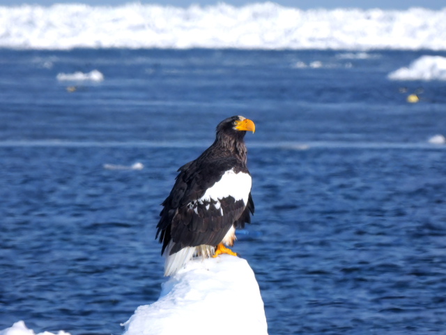 流氷の上の大鷲の写真のフリー素材