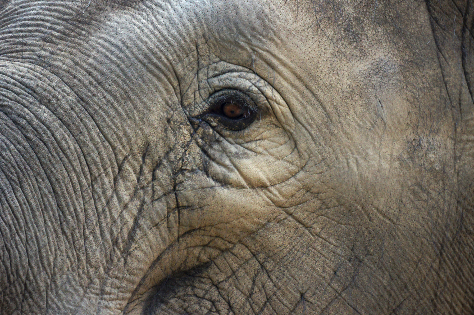 象の優しい目の写真のフリー素材