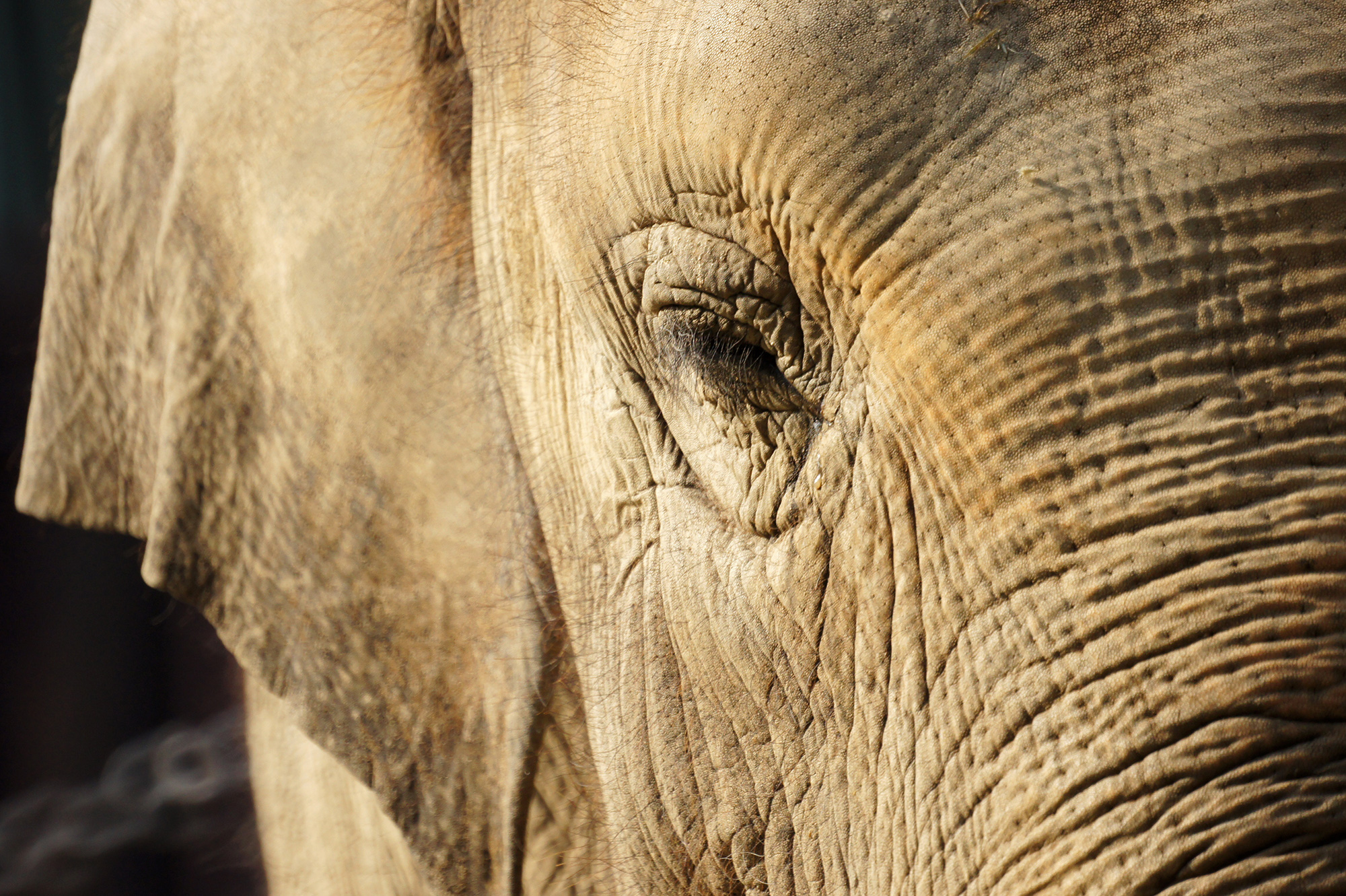 象の顔のアップの写真のフリー素材