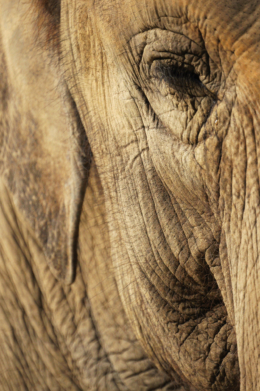 ゾウの顔の写真のフリー素材