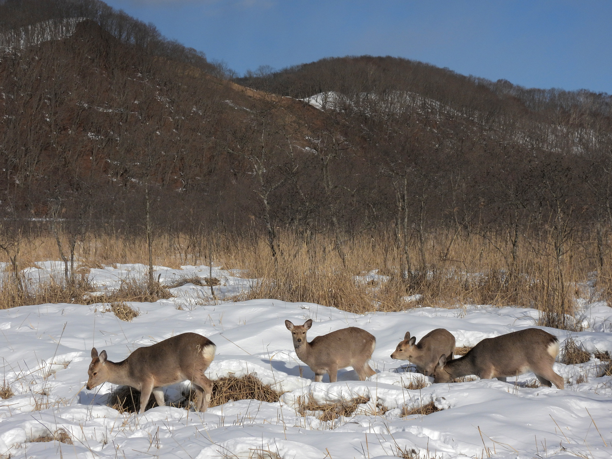 蝦夷鹿の群れの写真のフリー素材