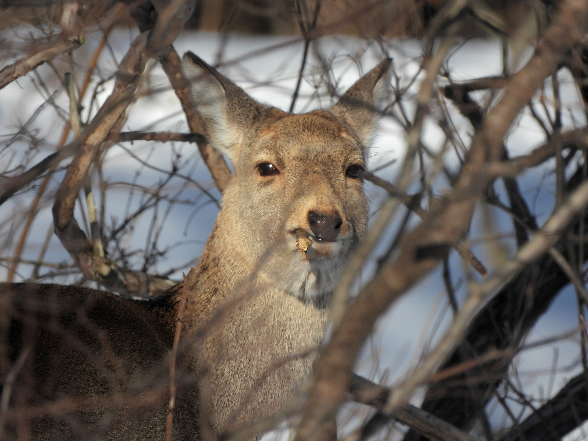 食事中の野生の鹿の写真のフリー素材