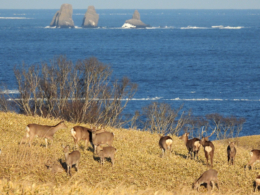 落石岬のエゾシカの群れのフリー写真素材