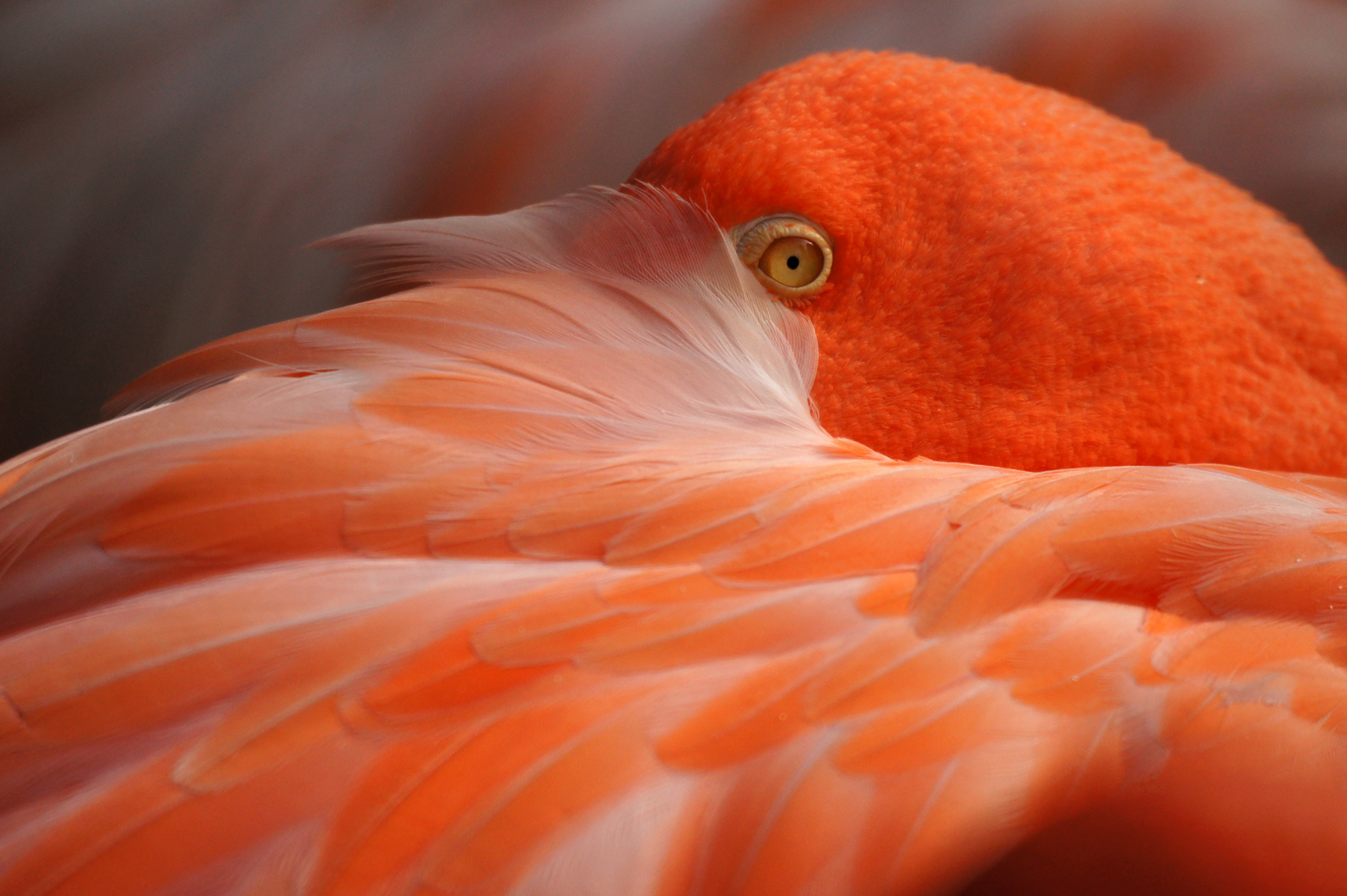 flamingoの写真の無料素材