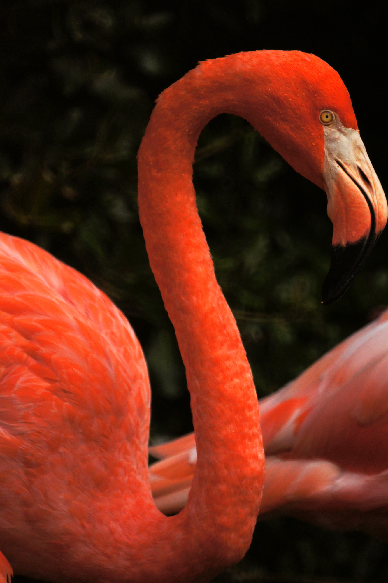 動物園のフラミンゴの写真のフリー素材