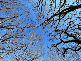 森で見上げた空の無料写真素材