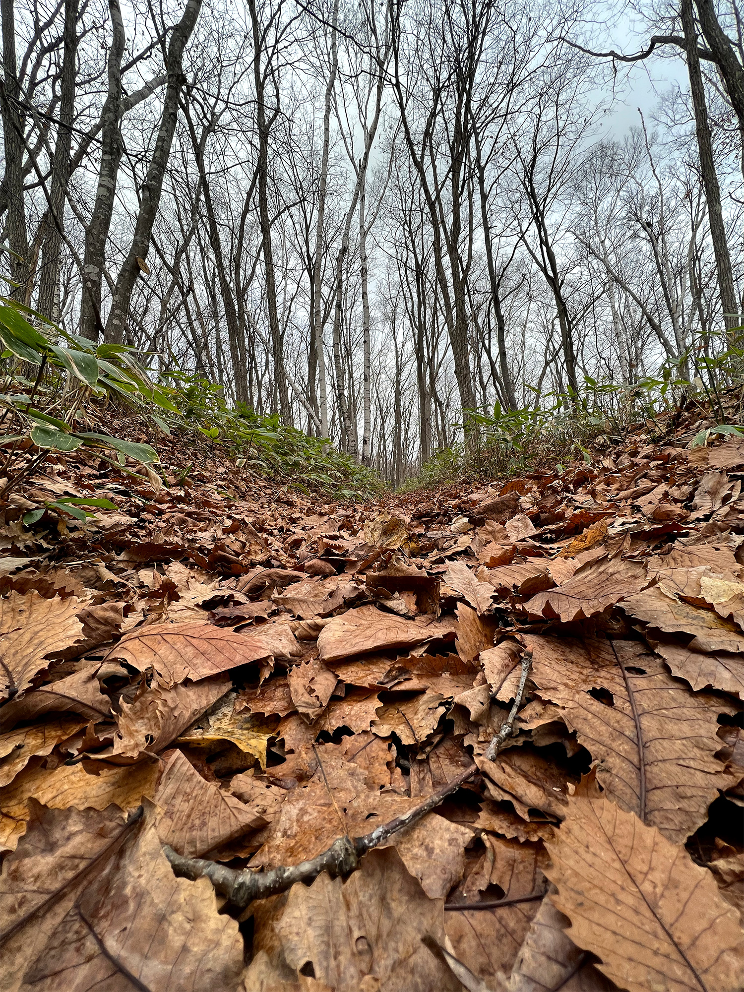 枯葉が積もった森の道の写真のフリー素材