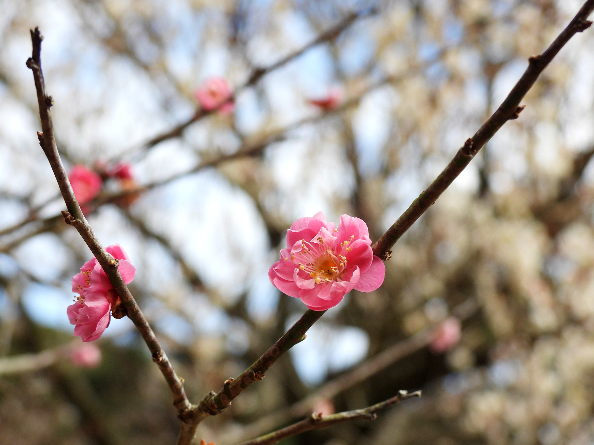 濃いピンクの梅の花のフリー写真素材