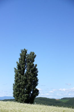 北海道美瑛ケンとメリーの木の無料写真素材
