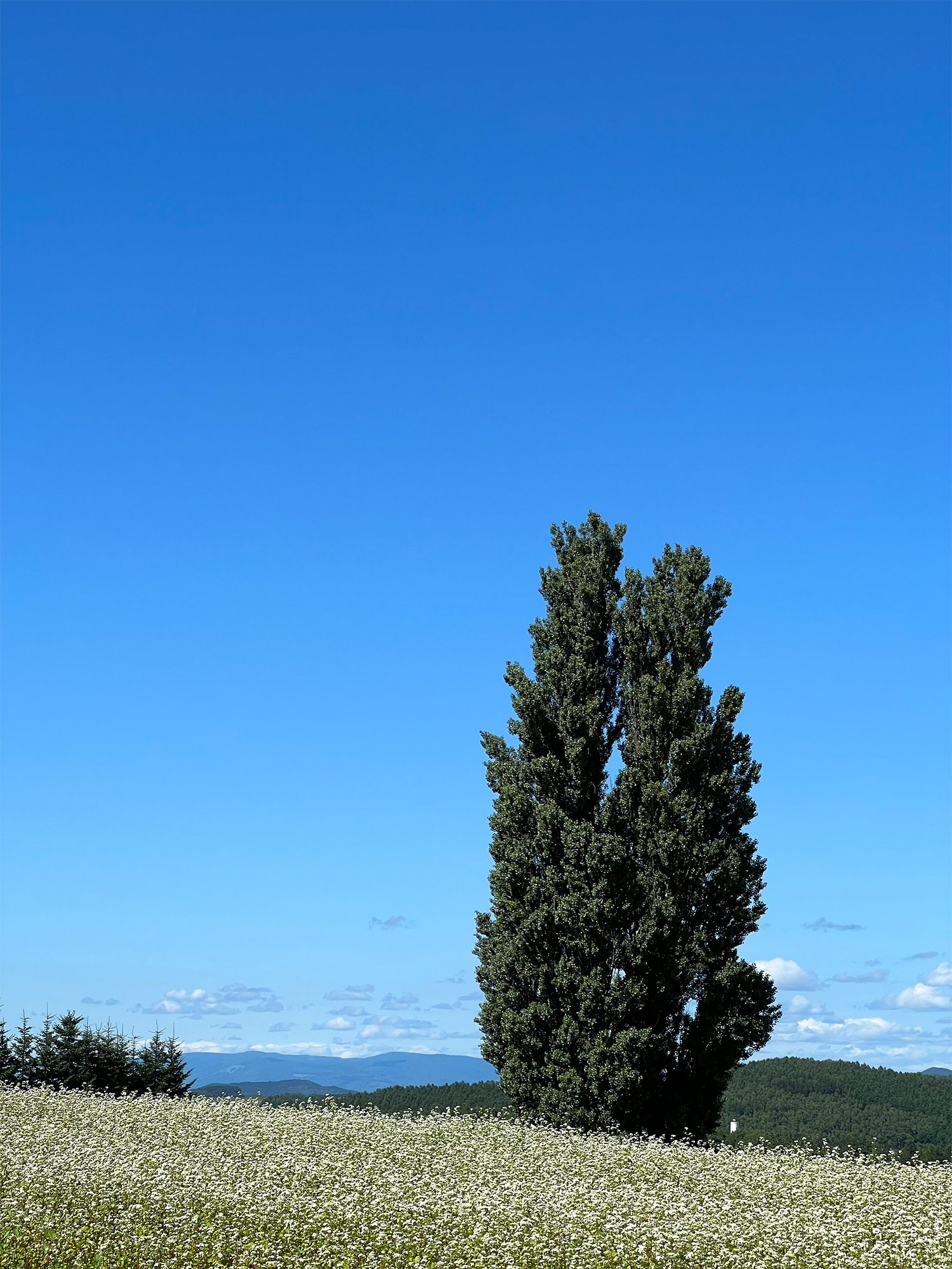 北海道のケンとメリーの木の無料写真素材