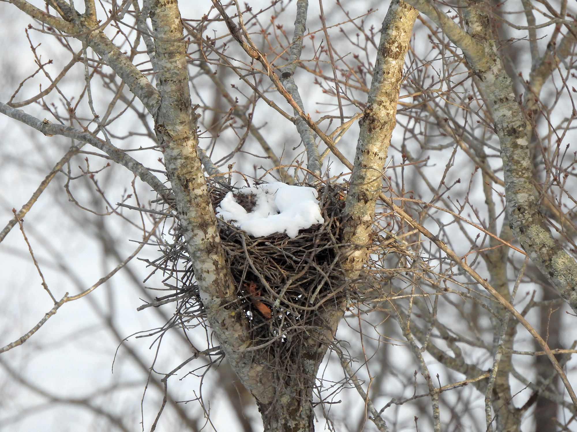 釧路湿原にあった野鳥の巣の写真のフリー素材