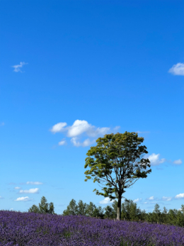 ラベンダーと一本の木の無料写真素材