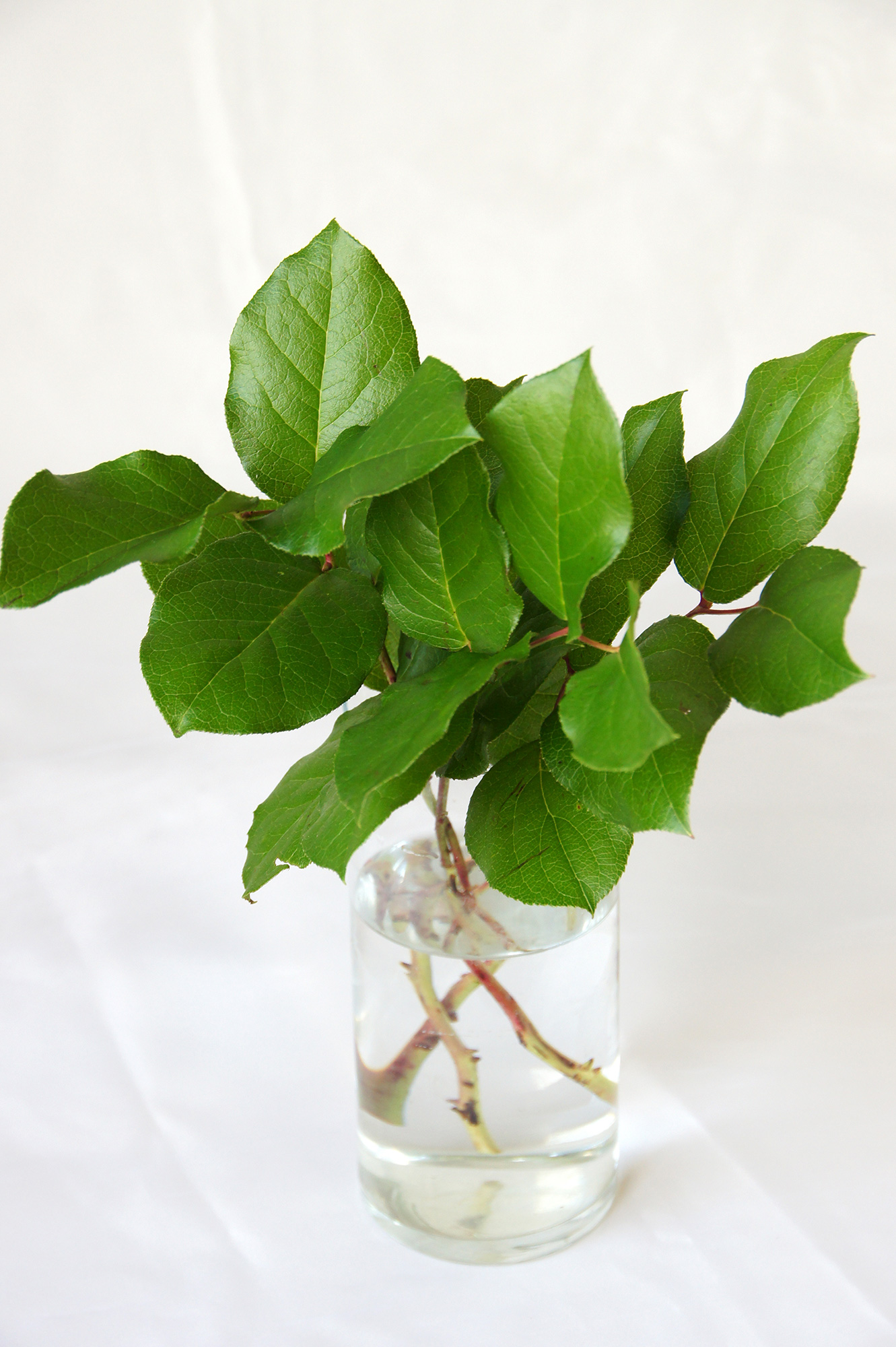 観葉植物のレモンリーフの無料写真素材