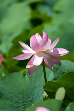 美しく咲く蓮の花のフリー写真素材