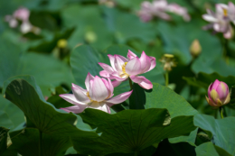 一面の蓮の葉と薄紫の花のフリー写真素材