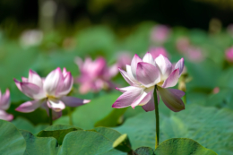 余白を活かした蓮の葉と花の写真のフリー素材