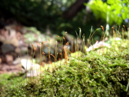 成長する植物の芽のフリー写真素材