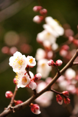 梅の花のフリー画像素材