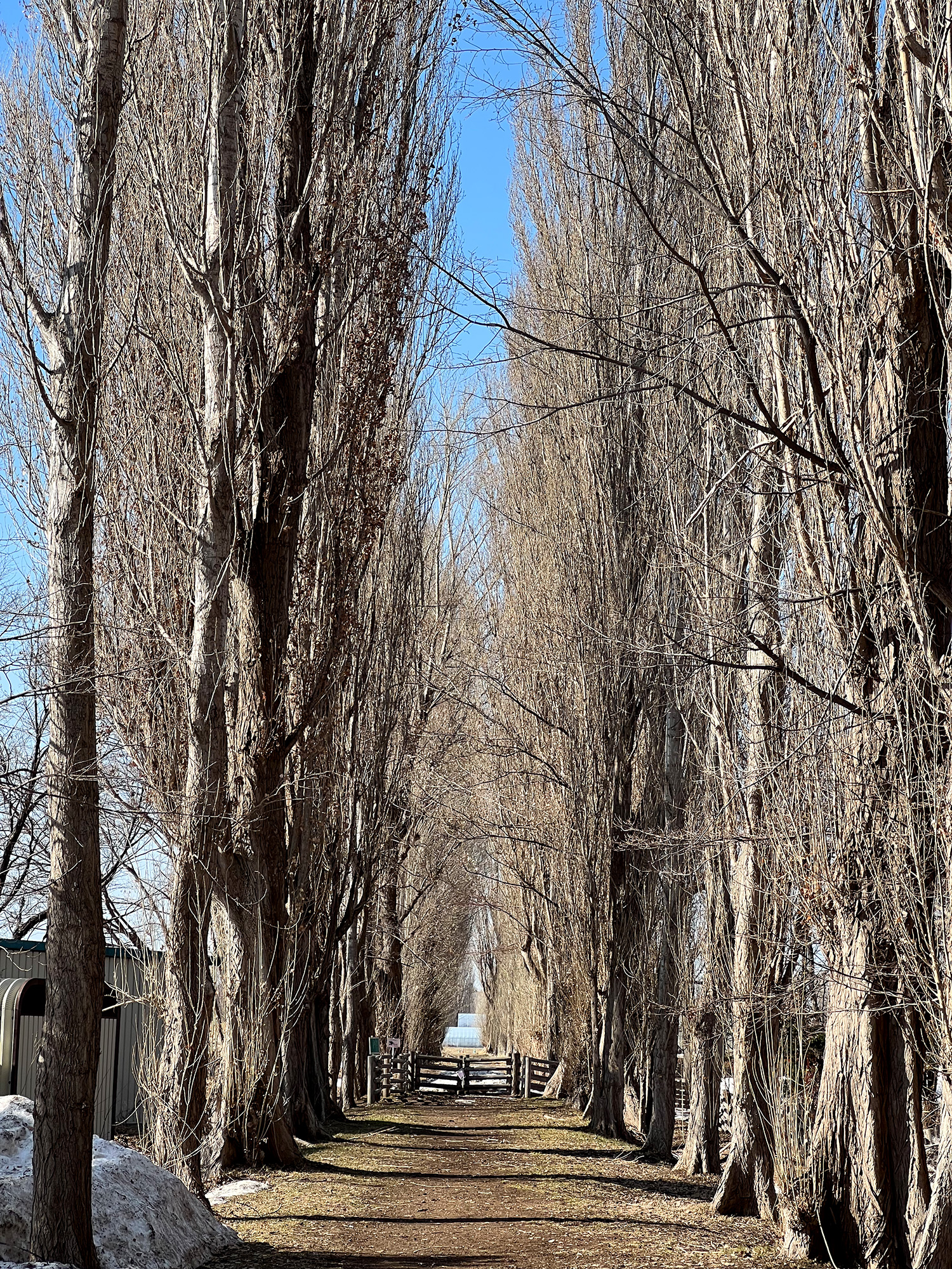 北海道大学ポプラ並木の無料写真素材